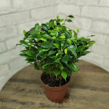 Бөлме өсімдігі «Ficus ben